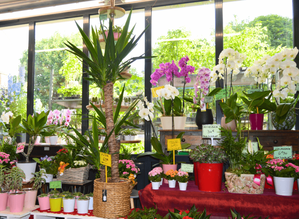 10-plantes-inerieures-jardinerie-de-chatou