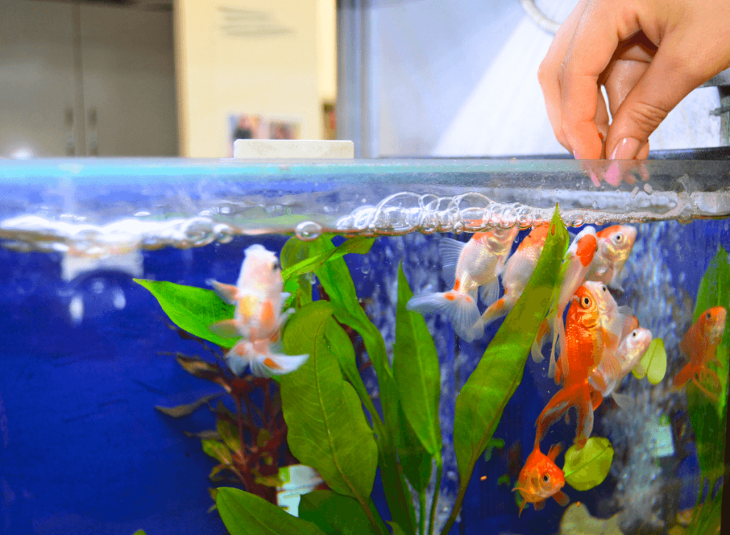 14-jardinerie-animalerie-de-chatou