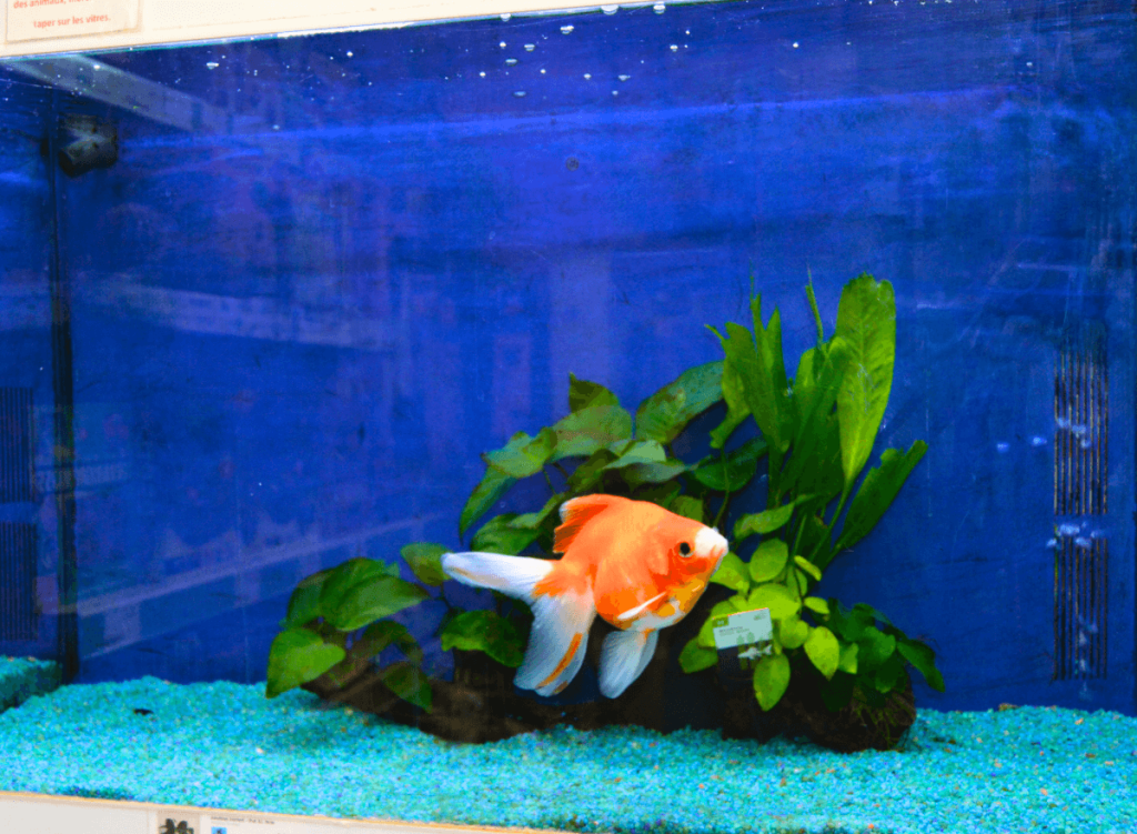 16-poissons-animalerie-de-chatou