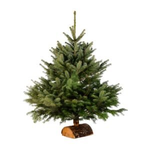 SAPIN NORDMANN 1M50 / 1M75 AVEC SA BUCHE
