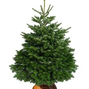 SAPIN NORDMANN 1M75 / 2M00 AVEC SA BUCHE