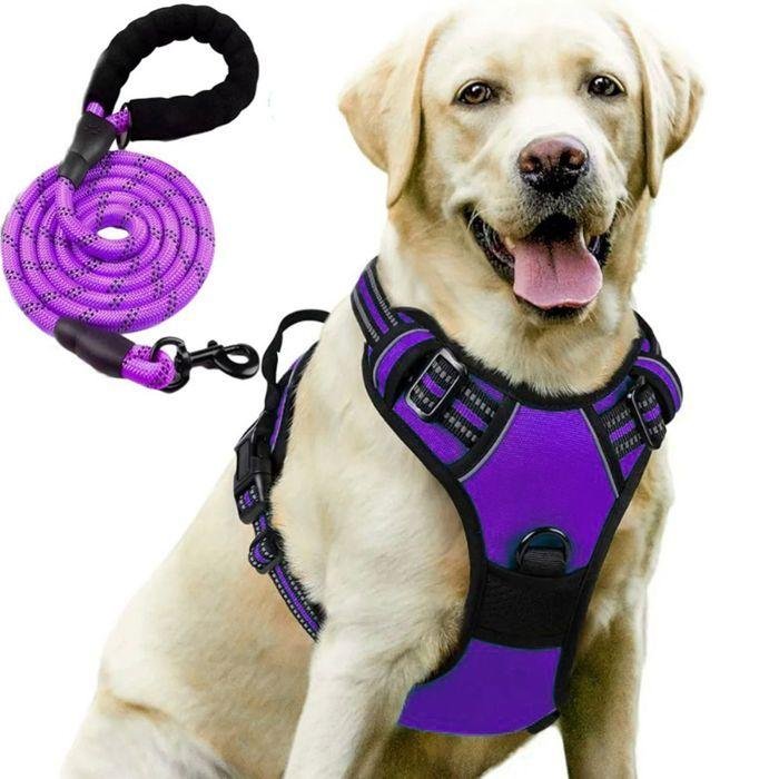 laisse corde chien 6m lilas longue résistante rappel éducation chien
